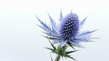 photo de magnifique mer houx fleur isolé sur blanc Contexte. génératif ai