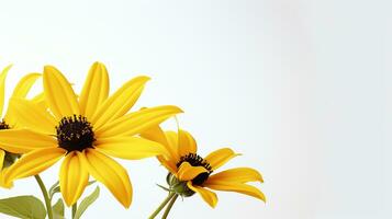 photo de magnifique Rudbeckia fleur isolé sur blanc Contexte. génératif ai