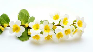 photo de magnifique cresson fleur isolé sur blanc Contexte. génératif ai