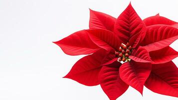 photo de magnifique poinsettia fleur isolé sur blanc Contexte. génératif ai