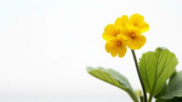 photo de magnifique primevère fleur isolé sur blanc Contexte. génératif ai