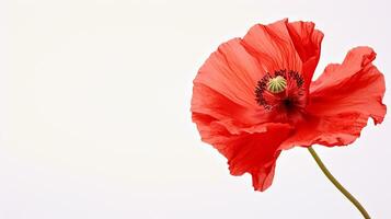 photo de magnifique coquelicot fleur isolé sur blanc Contexte. génératif ai