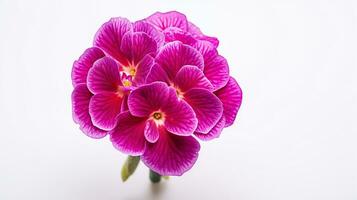 photo de magnifique primula fleur isolé sur blanc Contexte. génératif ai