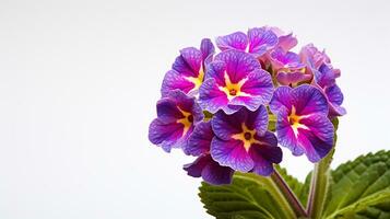 photo de magnifique primula fleur isolé sur blanc Contexte. génératif ai