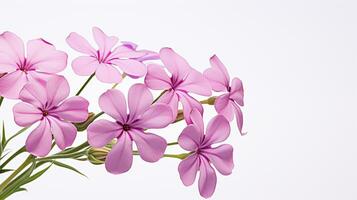 photo de magnifique phlox fleur isolé sur blanc Contexte. génératif ai