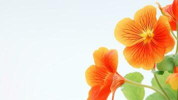 photo de magnifique capucine fleur isolé sur blanc Contexte. génératif ai