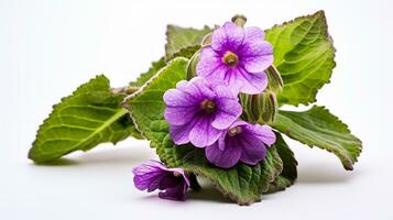 photo de magnifique pulmonaire fleur isolé sur blanc Contexte. génératif ai