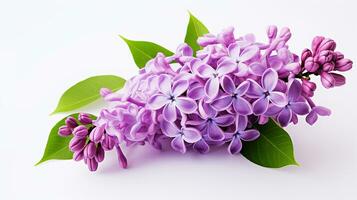 photo de magnifique lilas fleur isolé sur blanc Contexte. génératif ai