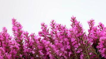 photo de magnifique bruyère fleur isolé sur blanc Contexte. génératif ai