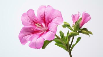 photo de magnifique godetia fleur isolé sur blanc Contexte. génératif ai