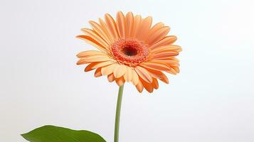 photo de magnifique gerbera fleur isolé sur blanc Contexte. génératif ai