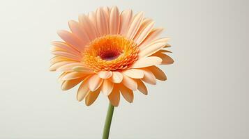 photo de magnifique gerbera fleur isolé sur blanc Contexte. génératif ai