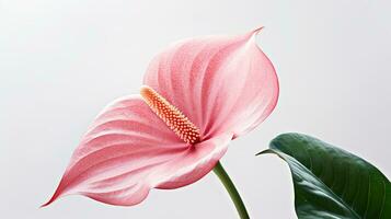 photo de magnifique flamant fleur isolé sur blanc Contexte. génératif ai