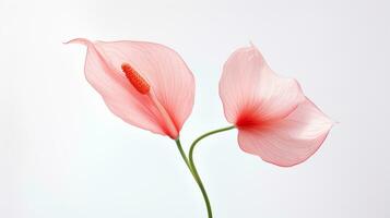 photo de magnifique flamant fleur isolé sur blanc Contexte. génératif ai