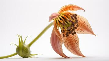 photo de magnifique fritillaria fleur isolé sur blanc Contexte. génératif ai