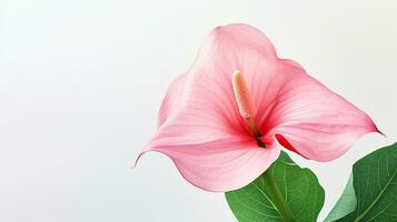 photo de magnifique flamant fleur isolé sur blanc Contexte. génératif ai