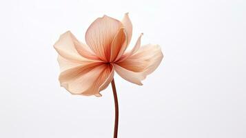 photo de magnifique pilon fleur isolé sur blanc Contexte. génératif ai