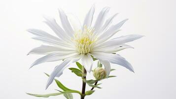 photo de magnifique edelweiss fleur isolé sur blanc Contexte. génératif ai