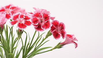 photo de magnifique dianthus fleur isolé sur blanc Contexte. génératif ai