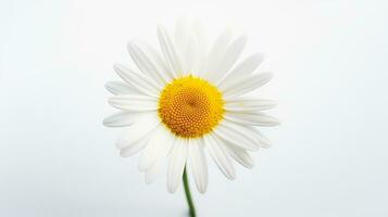 photo de magnifique Marguerite fleur isolé sur blanc Contexte. génératif ai