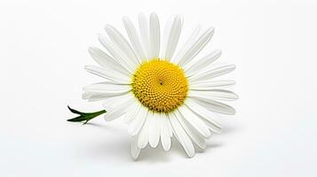 photo de magnifique Marguerite fleur isolé sur blanc Contexte. génératif ai