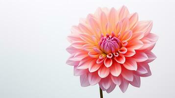 photo de magnifique dahlia fleur isolé sur blanc Contexte. génératif ai