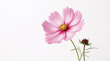 photo de magnifique cosmos fleur isolé sur blanc Contexte. génératif ai