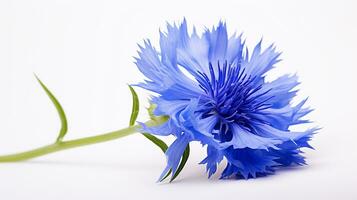 photo de magnifique bleuet fleur isolé sur blanc Contexte. génératif ai