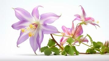 photo de magnifique ancolie fleur isolé sur blanc Contexte. génératif ai