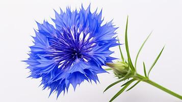 photo de magnifique bleuet fleur isolé sur blanc Contexte. génératif ai