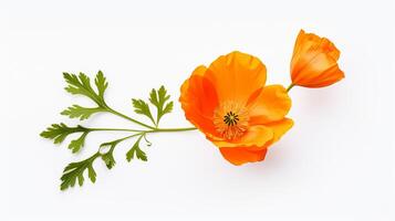 photo de magnifique calendula fleur isolé sur blanc Contexte. génératif ai