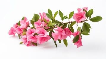 photo de magnifique bougainvilliers fleur isolé sur blanc Contexte. génératif ai