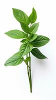 photo de magnifique baume fleur isolé sur blanc Contexte. génératif ai