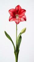 photo de magnifique amaryllis fleur isolé sur blanc Contexte. génératif ai