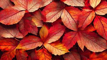 feuilles d'automne rouges photo