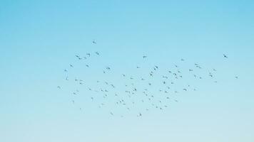 une troupeau de des oiseaux en volant dans le bleu ciel photo