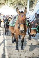 âne Taxis dans Santorin rue, Grèce. mules sur une raide pavé chemin de le ville de fira vers le bas à le vieux Port avec certains touristes en marchant vers le bas le chemin. photo