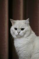 portrait d'un chat blanc photo