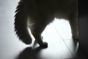 chat sur le sol photo