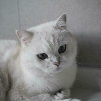 portrait d'un chat blanc photo