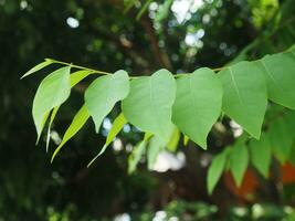 feuille verte Contexte arbre leafes et haute texture photo