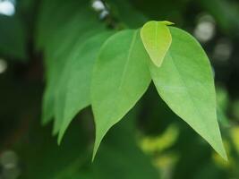 feuille verte Contexte arbre leafes et haute texture photo