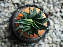 cactus dans pot petit grandir lent buéat dans céramique pot maison jardin photo