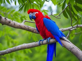 photo coloré perroquets oiseau sur la nature Contexte. rouge et bleu marcaw sur le branches.