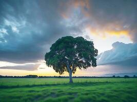 gratuit photo large angle coup de une Célibataire arbre croissance en dessous de une assombri ciel pendant une le coucher du soleil entouré par herbe