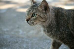 photo de Asie course chats avec attrayant et mignonne gris couleurs.