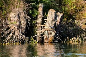 une groupe de des arbres cette sont permanent dans le l'eau photo