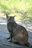 photo de Asie course chats avec attrayant et mignonne gris couleurs.