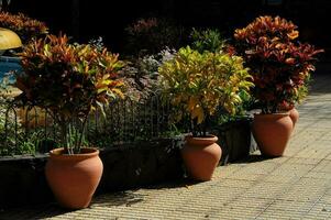 grand des pots avec coloré les plantes photo