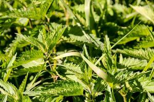 une proche en haut de vert feuillage photo